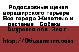 Родословные щенки йоркширского терьера - Все города Животные и растения » Собаки   . Амурская обл.,Зея г.